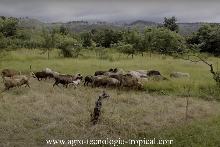 Ganader&iacute;a regenerativa
